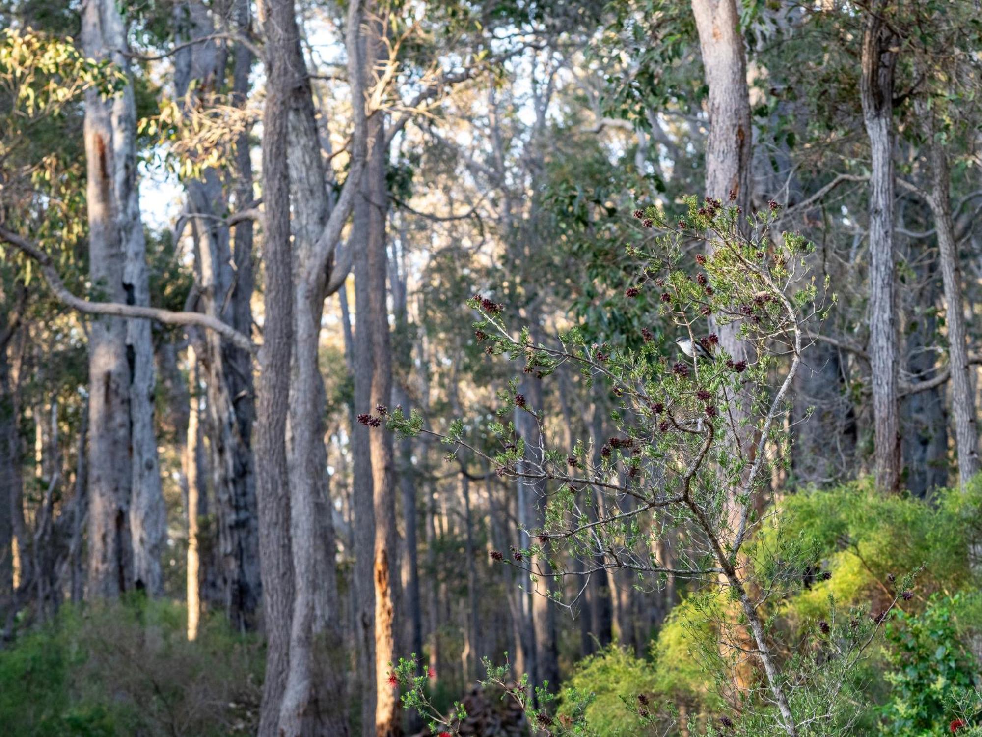 Jarrah Grove Forest Retreat - Adults Only Luxury Chalet Rosa Glen Bagian luar foto