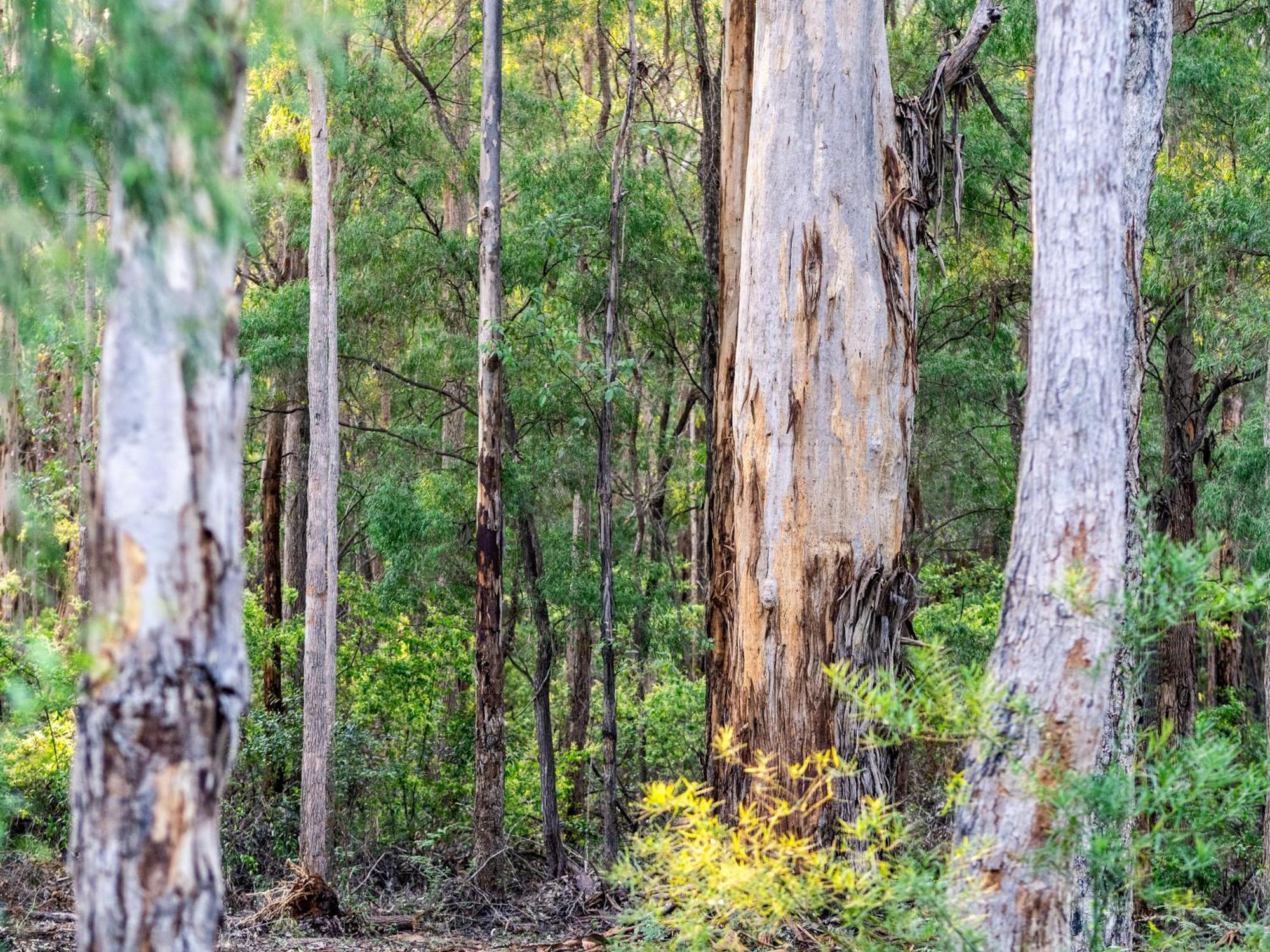 Jarrah Grove Forest Retreat - Adults Only Luxury Chalet Rosa Glen Bagian luar foto